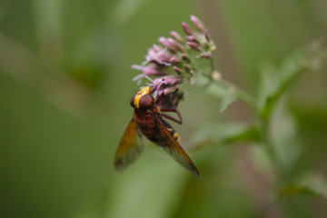 Hornissenschwebfliege