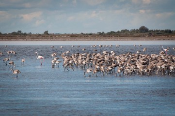 camargue flamants