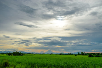 Green field and sunset in the summer - 164478472