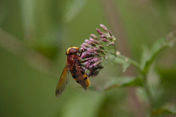 Hornissenschwebfliege