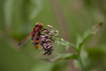 Hornissenschwebfliege