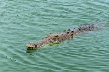 Crocodile in the zoo
