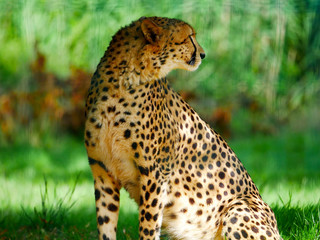 Guépard