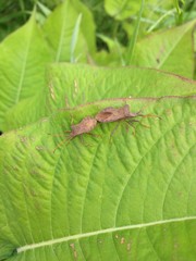 Insectes sur feuilles