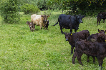 Galloway Herde