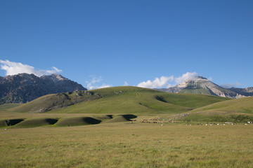 Monte Paradiso, all'orizzonte Cima Delle Veticole, cavalli, mucche, Parco Nazionale Gran Sasso e...