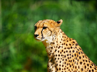 Fototapeta premium Guépard
