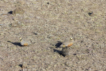 Yellow throated sandgrouse