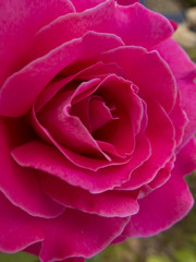 Obraz na płótnie Canvas Purple rose