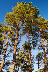 Obraz premium Crowns of Scots or Scotch pine Pinus sylvestris trees against blue sky. Group of tall pine trees growing in evergreen coniferous wood. Pomerania, Baltic coast, Poland.