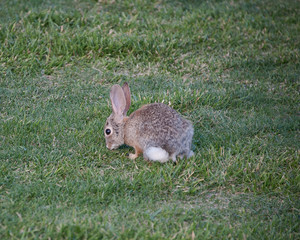Desert Cottontail Rabbit