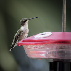 Female ruby throated hummingbird