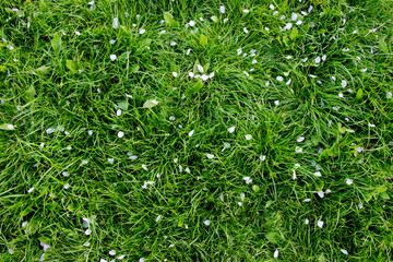 Green grass.Natural background with white petals of fruit trees.Spring consept