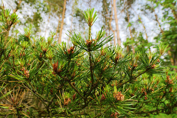 New growth on Scots or Scotch pine Pinus sylvestris tree branches. Young evergreen coniferous plant...