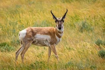 Pronghorn Antelope / pronghorn standing in a grass meadow in Wyoming