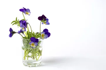 Photo sur Plexiglas Pansies Wild viola flower in a glass vase
