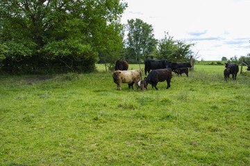 Galloway Rinder Herde