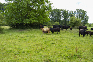 Galloway Rinder Herde