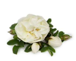 White roses isolated on white