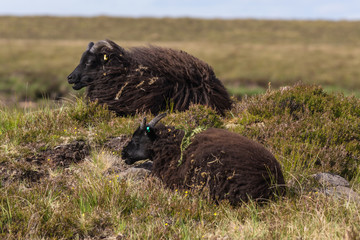 Assynt Peninsula, Scotland - June 7, 2012: Closeup of two black Welsh Mountain sheep which lie in the dry vegetation on the heights of Brae of Achnahaird.