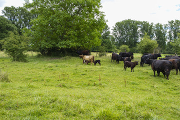 Galloway Rinder Herde