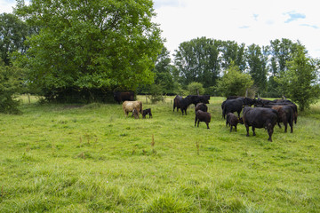 Naklejka na ściany i meble Galloway Rinder Herde