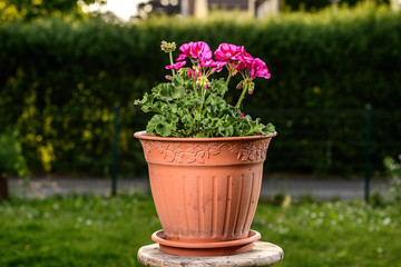 pink garden geranium flowers in pot