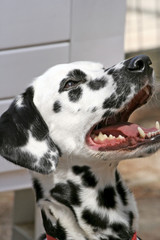 Dalmatian with mouth open.