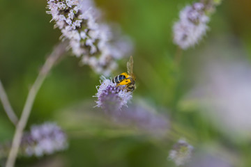 Insekten im Garten