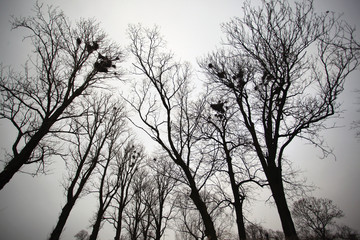 ciemne drzewa na tle nieba - obrazy, fototapety, plakaty