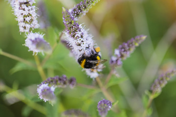 Insekten im Garten