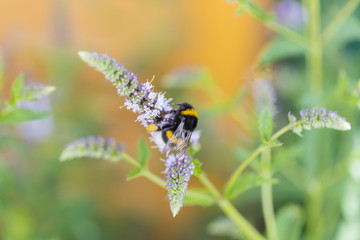 Insekten im Garten