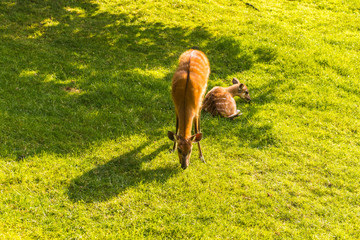 European roe deer capreolus eating grass