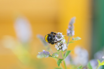 Insekten im Garten