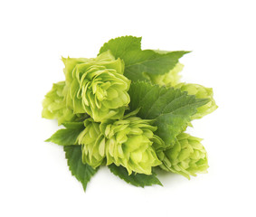 Fresh green hop branch, isolated on white background