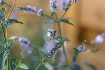 Insekten im Garten