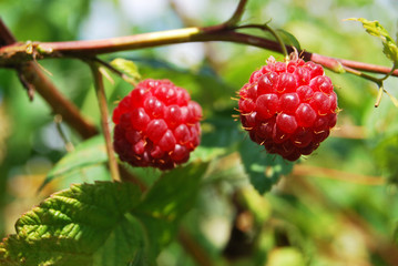 Raspberry, two red berries grow on a bush