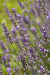 Lavendel