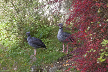 Autumn - two blue birds against a background of colorful shrubs