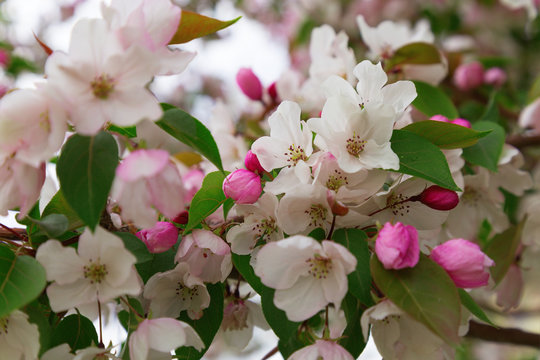 Tender flowers of apple. Natural floral background. Unblown pink buds of apple blossoms.