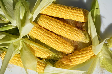 Ripe corn on the table