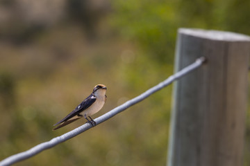 Swallow