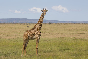 Naklejka premium Giraffe