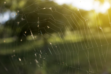 Web in the early morning in the sun