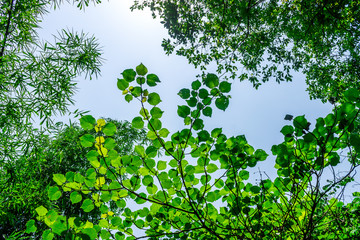 Background of nature