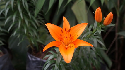 Portrait mode flower photography