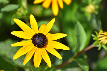Close up of Yellow Daisy