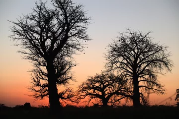 Crédence de cuisine en verre imprimé Baobab Afryka - piękne wielkie baobaby o zachodzie słońca