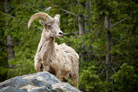 A magnificent male big horn sheep standing in wooded area in Colorado looking right