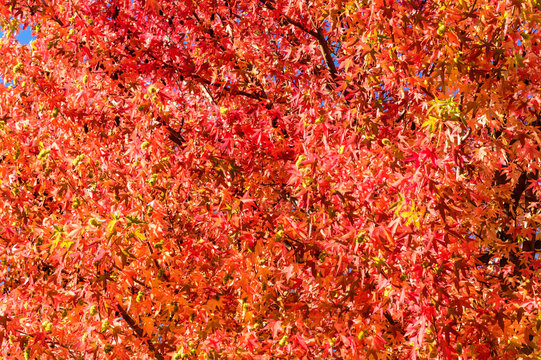 Red autumn leaves